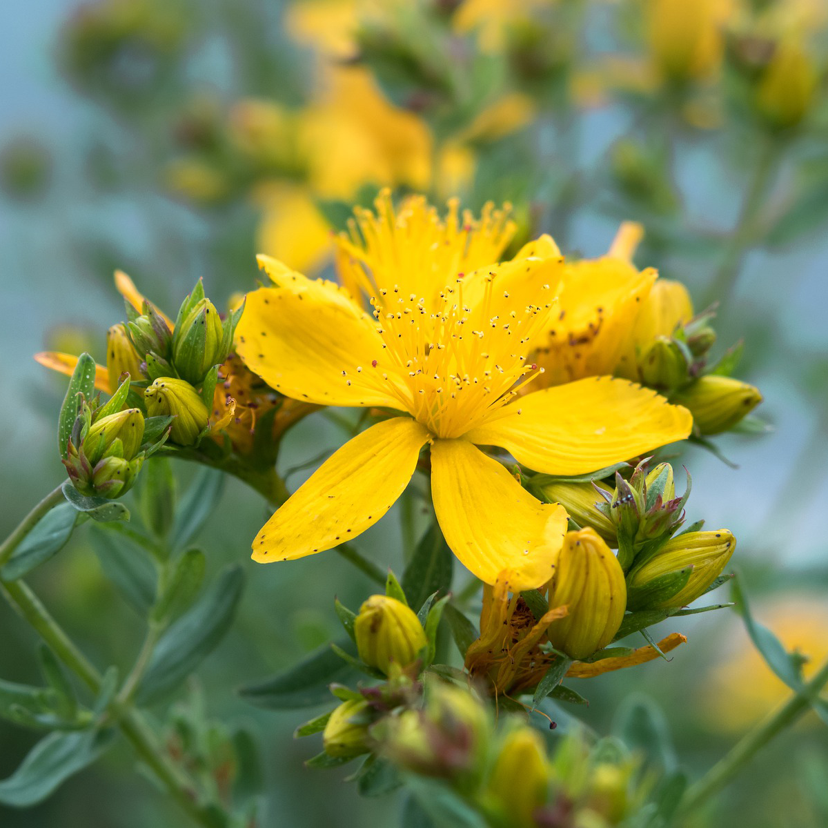 St. John's wort tea