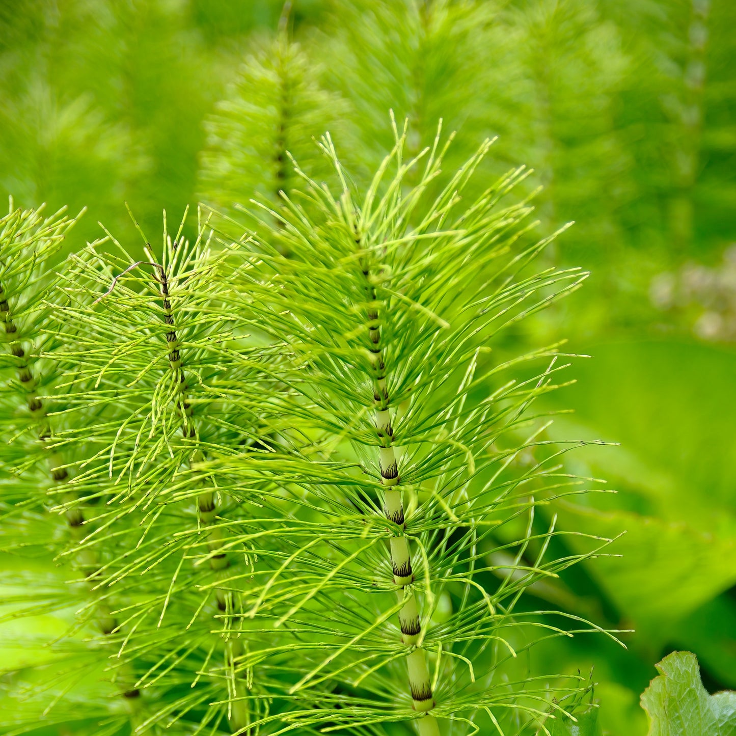 Field horsetail herb