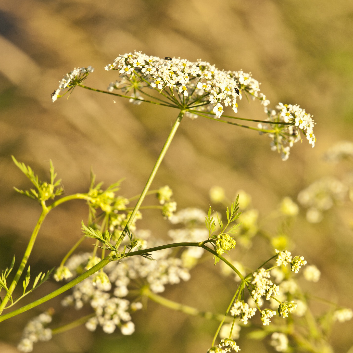 Yarrow tea
