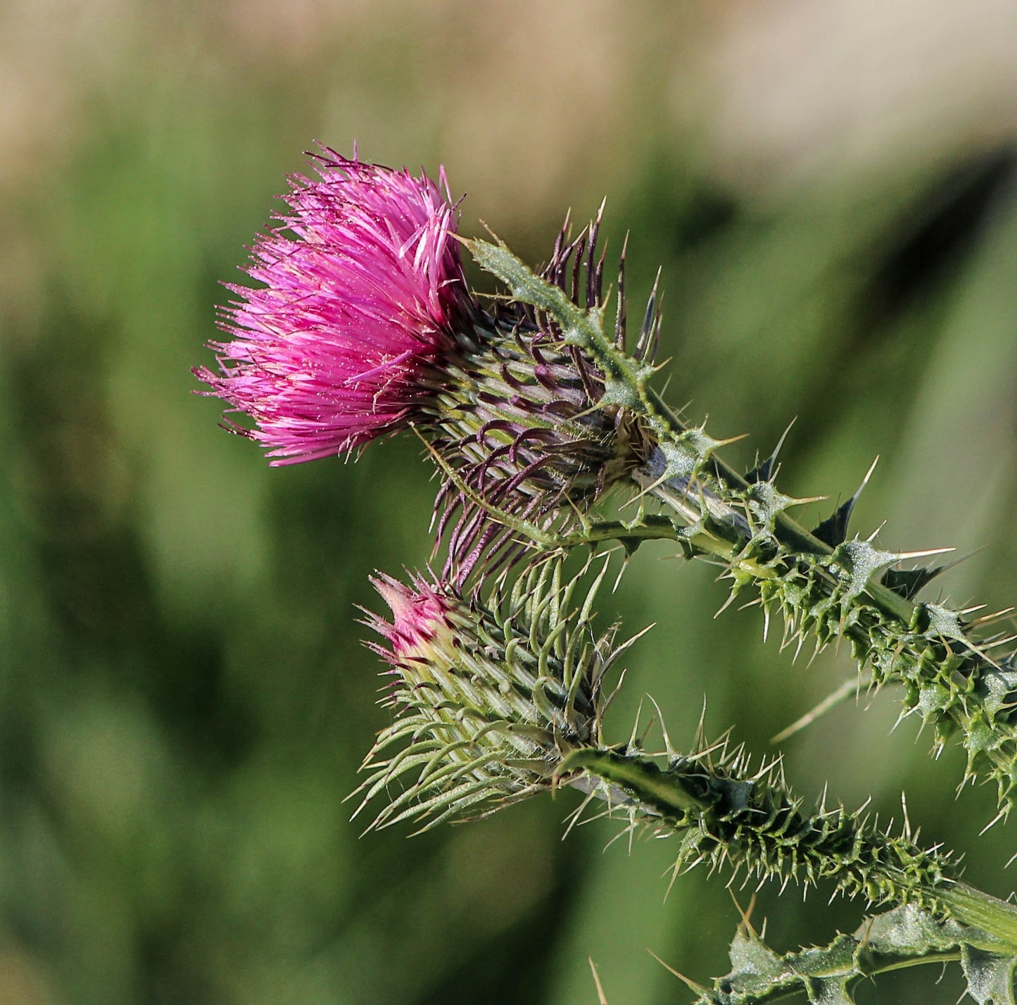 Milk thistle seed powder