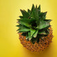 Pineapple whole, dried